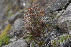 Pedicularis alopecuroides