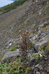 Pedicularis alopecuroides