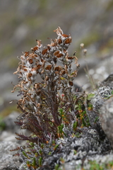 Pedicularis alopecuroides