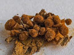 Hemitrichia clavata