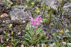 Pedicularis dasyantha