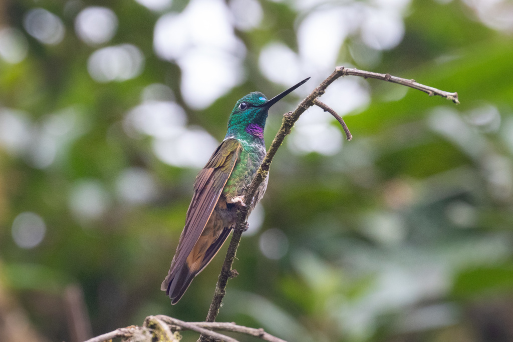 Violet-throated Starfrontlet photo
