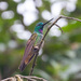 Violet-throated Starfrontlet - Photo (c) Thibaud Aronson, some rights reserved (CC BY-SA), uploaded by Thibaud Aronson