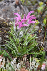 Pedicularis dasyantha