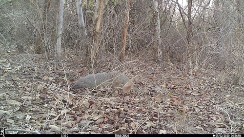 Egyptian Mongoose