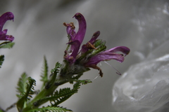 Pedicularis dasyantha