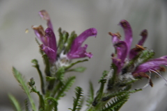 Pedicularis dasyantha