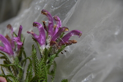 Pedicularis dasyantha
