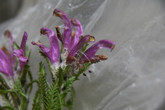 Pedicularis dasyantha