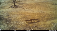 Euxerus erythropus