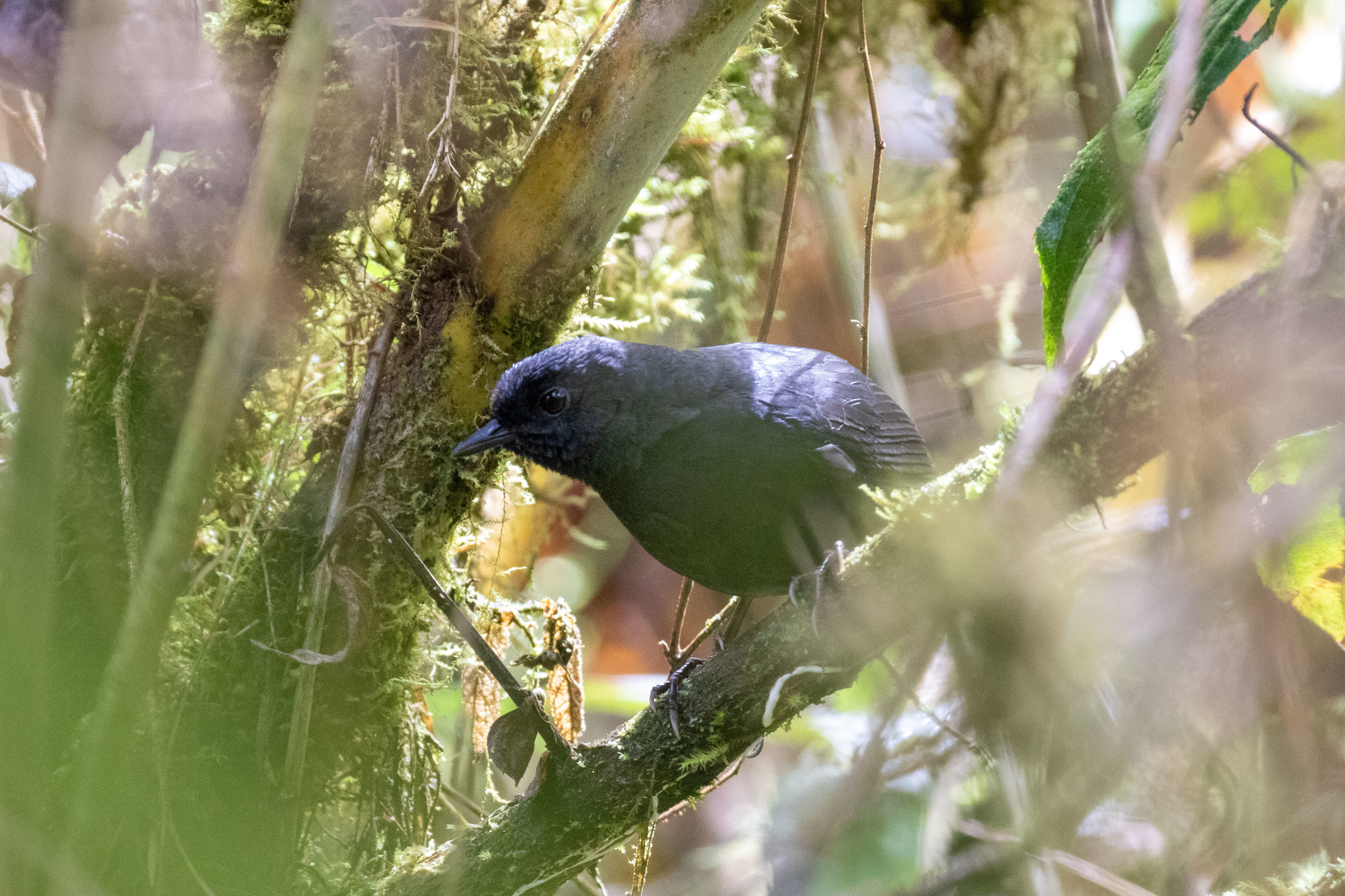 Large-footed Tapaculo illustration