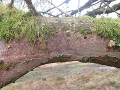 Vuilleminia comedens