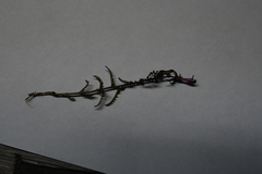 Pedicularis hyperborea