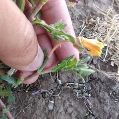 Oenothera pubescens