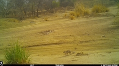 Euxerus erythropus