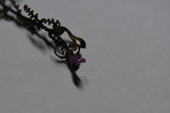 Pedicularis hyperborea