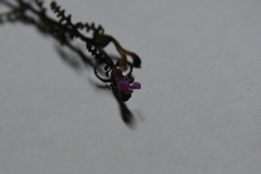 Pedicularis hyperborea