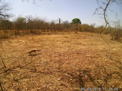 Euxerus erythropus