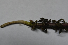 Pedicularis hyperborea