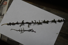 Pedicularis hyperborea