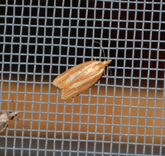 Sparganothis tristriata