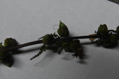 Pedicularis hyperborea