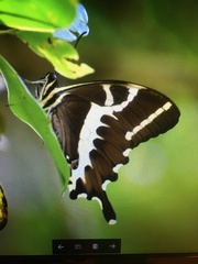 Papilio delalandei