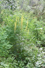 Pedicularis incarnata