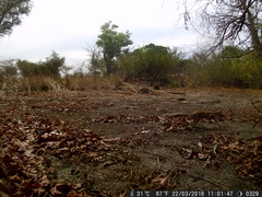 Euxerus erythropus