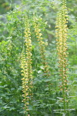 Pedicularis incarnata