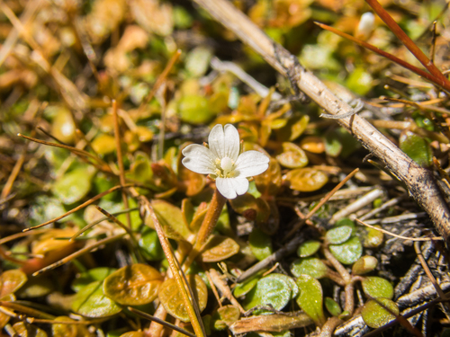 NZ small willowherb (Epilobium angustum)