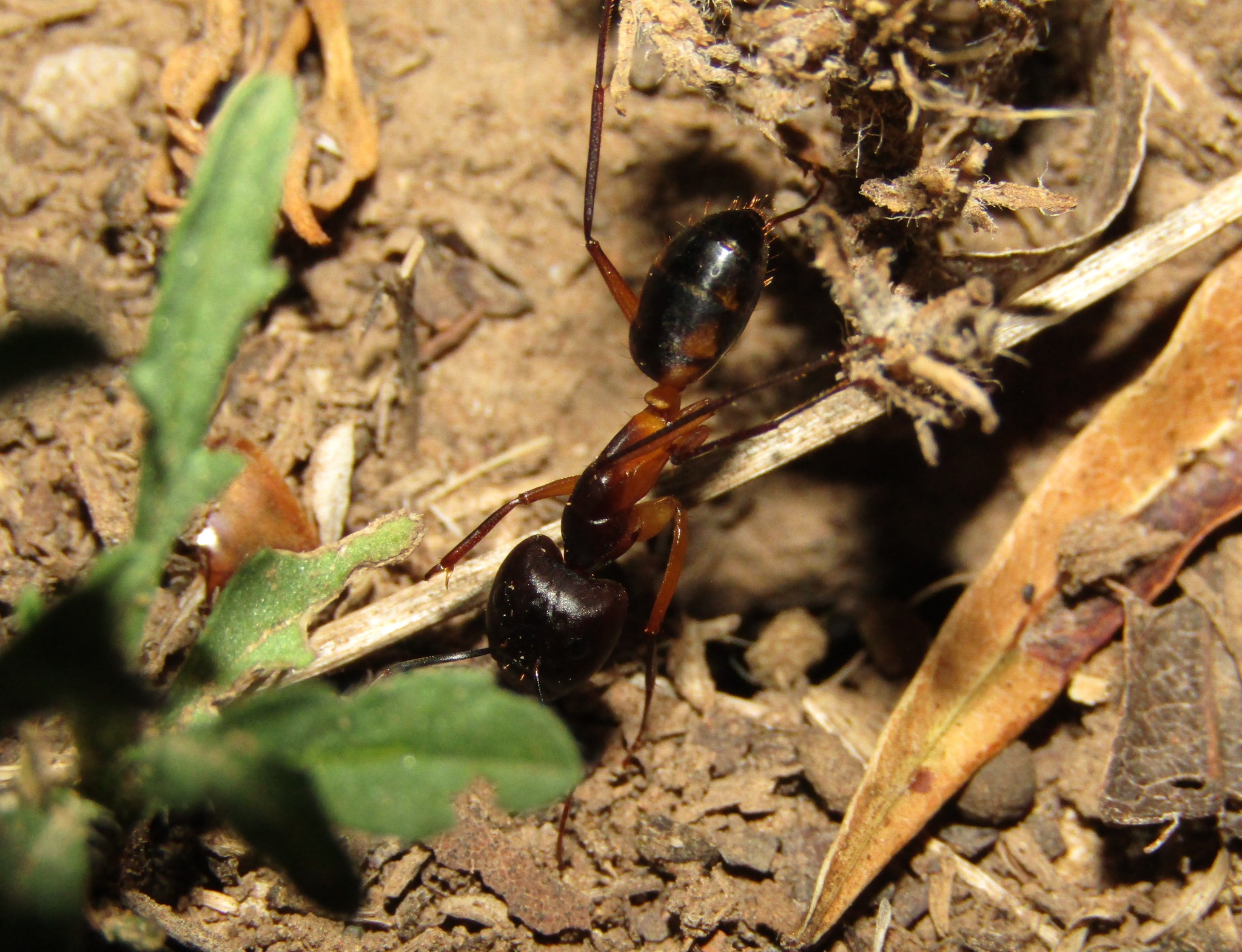 Camponotus baynei