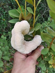 Exobasidium ferrugineae