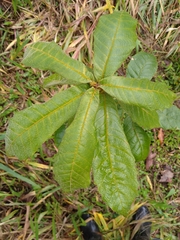 Quercus insignis