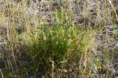 Pedicularis sudetica interioroides