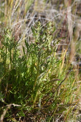 Pedicularis sudetica interioroides