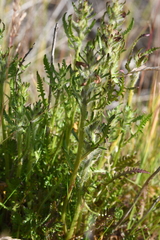 Pedicularis sudetica interioroides
