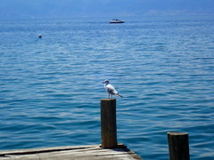 Chroicocephalus ridibundus