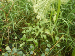 Angelica saxatilis