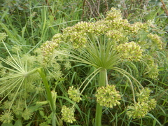 Angelica saxatilis