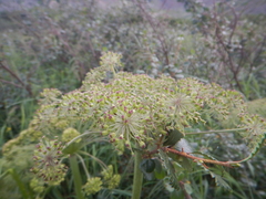 Angelica saxatilis
