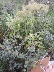Angelica saxatilis