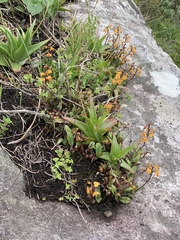 Polystachya pubescens