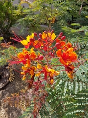 Caesalpinia pulcherrima