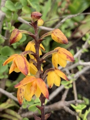 Polystachya pubescens