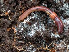 Lumbricus rubellus