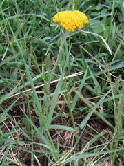 Achillea coarctata