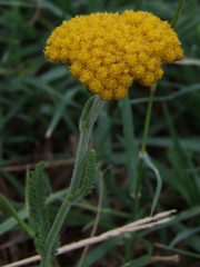 Achillea coarctata