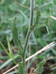 Achillea coarctata