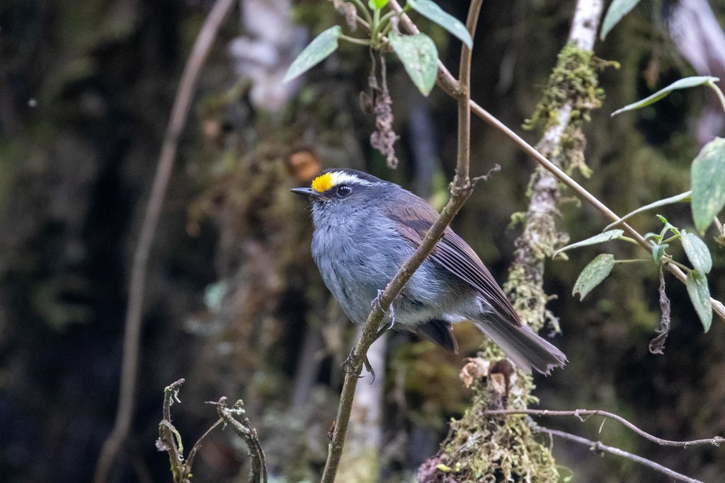 Crowned Chat-Tyrant